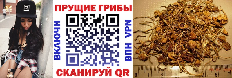 Псилоцибиновые грибы Psilocybe  цены наркотик  Светлоград 